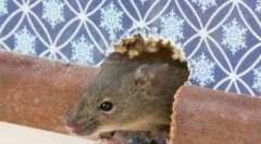 Kako se znebiti vonja miši v hiši